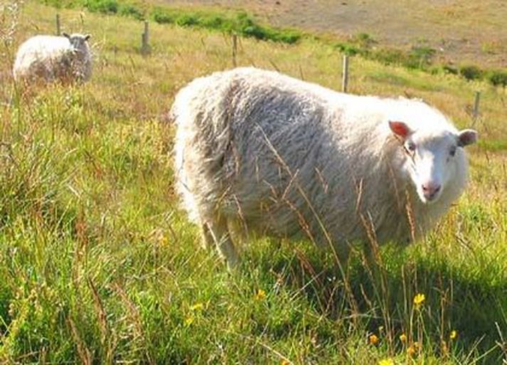 Ekið var á hátt í tuttugu kindur, einkum lömb, á Vestfjörðum í síðustu viku.