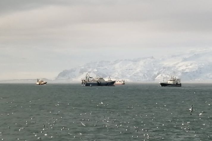 Loðnuskip að veiðum undan Jökulsárlóni í dag. Öræfajökull í baksýn. Frá vinstri eru Nordborg, Heimaey, Högaberg og Hákon. Myndin er tekin um borð í Ásgrími Halldórssyni.