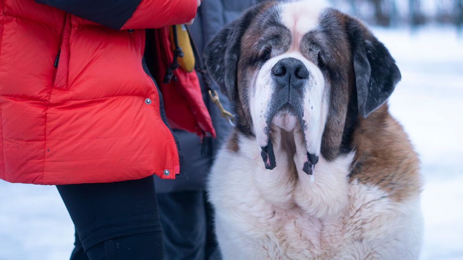 Hundaeigendur hvattir til að vera á varð­bergi