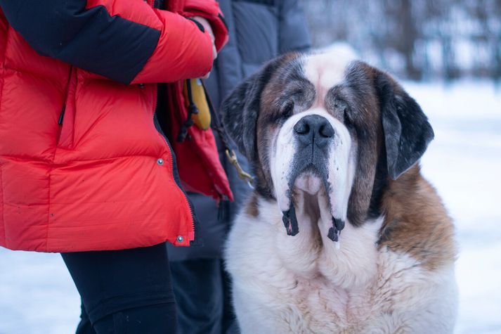 Eigendur hunda eru hvattir til að vera á varðbergi gagnvart brúna hundamítlinum.