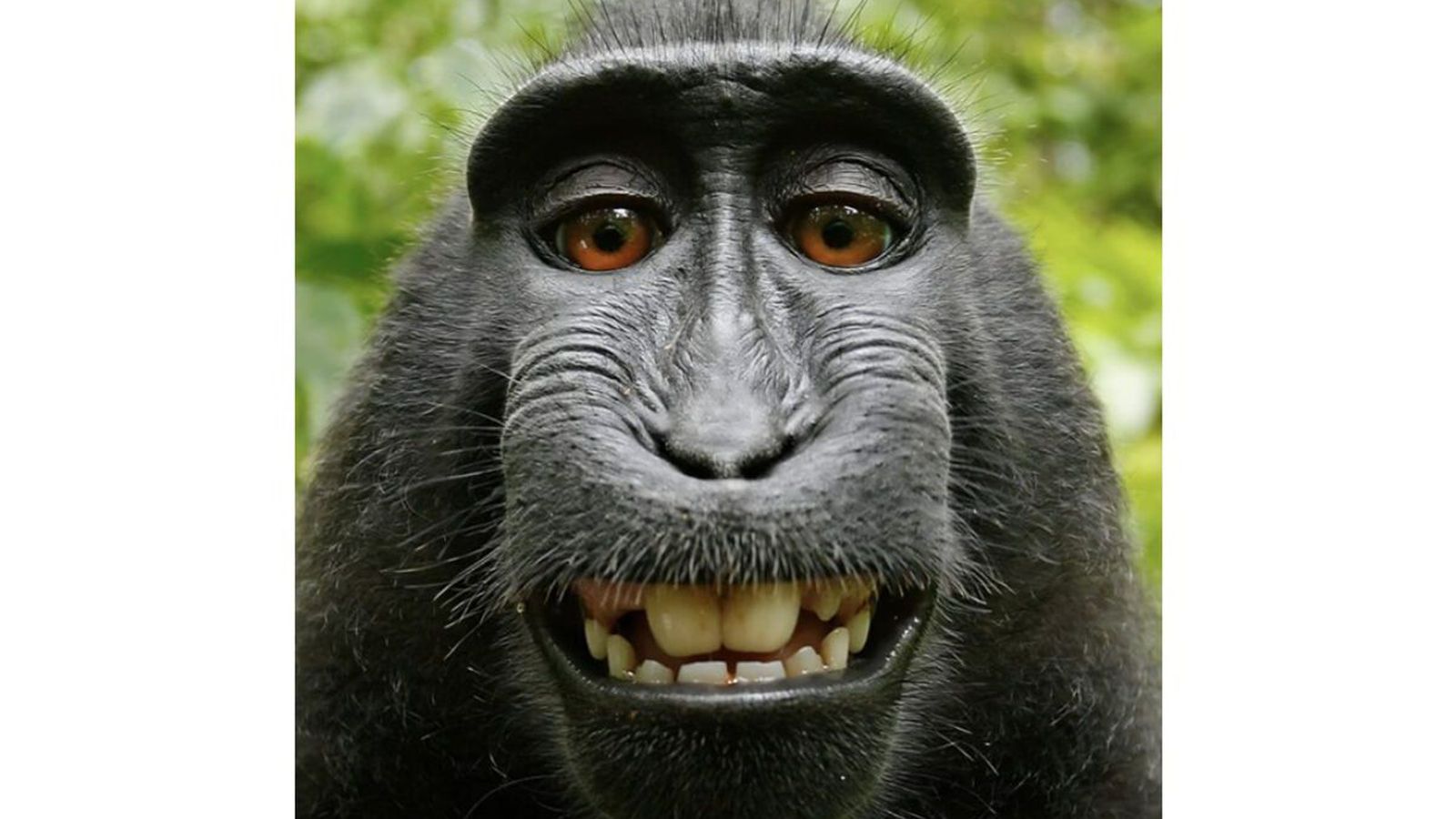 Stóra apasjálfu-málið vekur upp enn fleiri spurningar