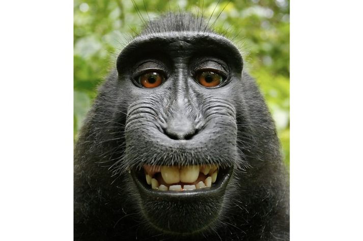 Mögulega er stóra apa-sjálfumálið að dragast aftur fram í dagsljósið. Því ef öll verk sköpuð af öðrum en manneskju teljast almenningseign, hvað þýðir það þá varðandi verk sem gervigreindin fær fyrirmæli um að búa til?