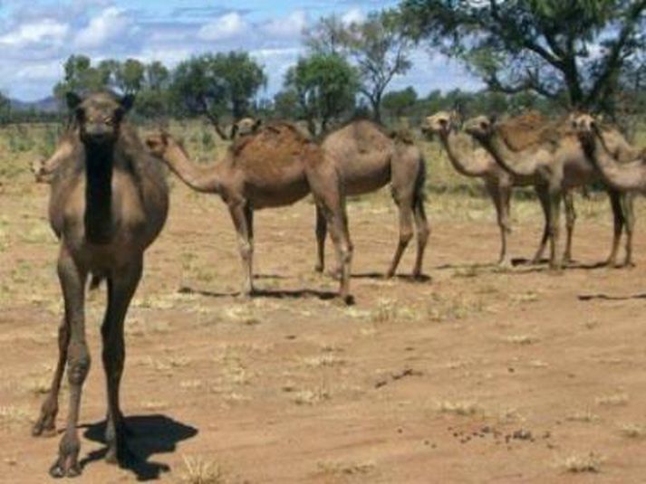 Kameldýr í lífshættu.