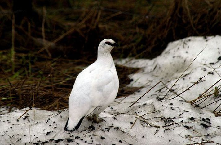 Færri en talið er að sögn sérfræðings.