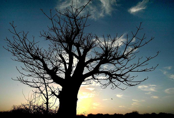 Baobab tré eru þekkt úr náttúru Madagaskar.