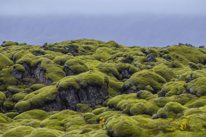 Það mun blása um mosann á Suðausturlandi.