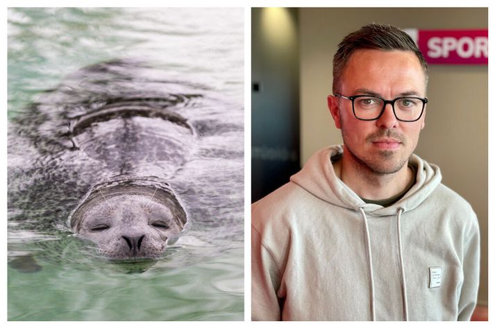Selirnir í Húsdýragarðinum verða heiðursgestir á fyrsta heimaleik KR, í boði framkvæmdastjórans Pálma Rafns Pálmasonar, sem segir ekki standa til að draga úr fjárstuðningi við fjölnotaíþróttahús KR. Einungis sé um tilfærslur að ræða. 