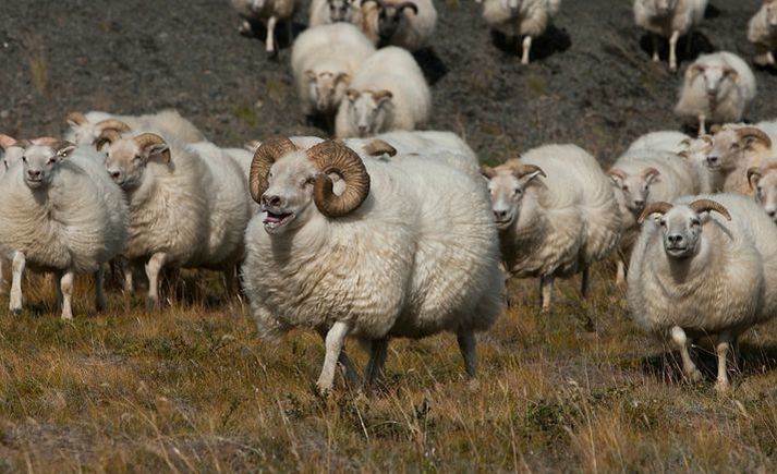 Garnaveiki er ólæknandi smitsjúkdómur í jórturdýrum en með bólusetningu er hægt að verja sauðfé og geitur fyrir sjúkdómnum og halda smitálagi í lágmarki.