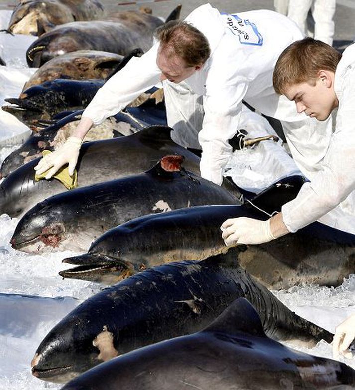 Hvalir við Brandenborgarhliðið.
Mótmælendur vildu sýna hve illa væri farið með hvali.