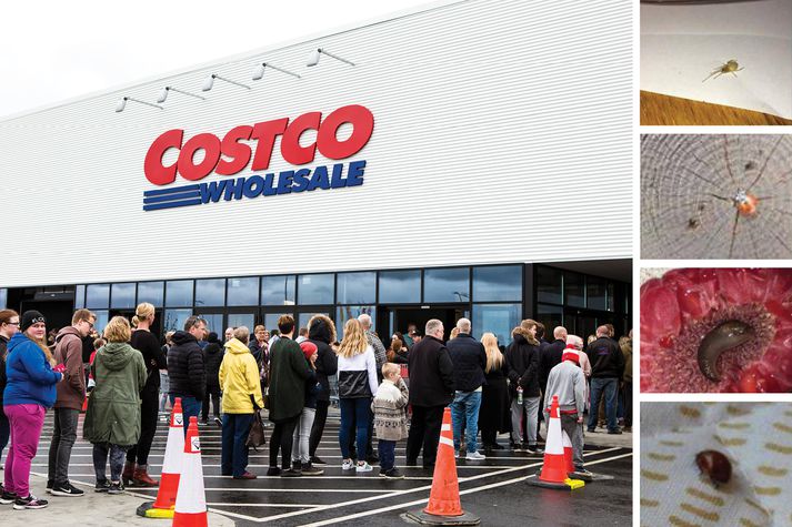 Það má heita til marks um jákvæðni íslenskra neytenda til Costco að jafnvel skordýrin sem koma með ávöxtum og grænmeti eru aufúsugestir.