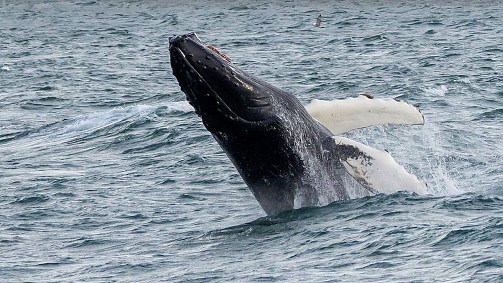 Ein og hálf milljón í sekt vegna villandi aug­lýsinga