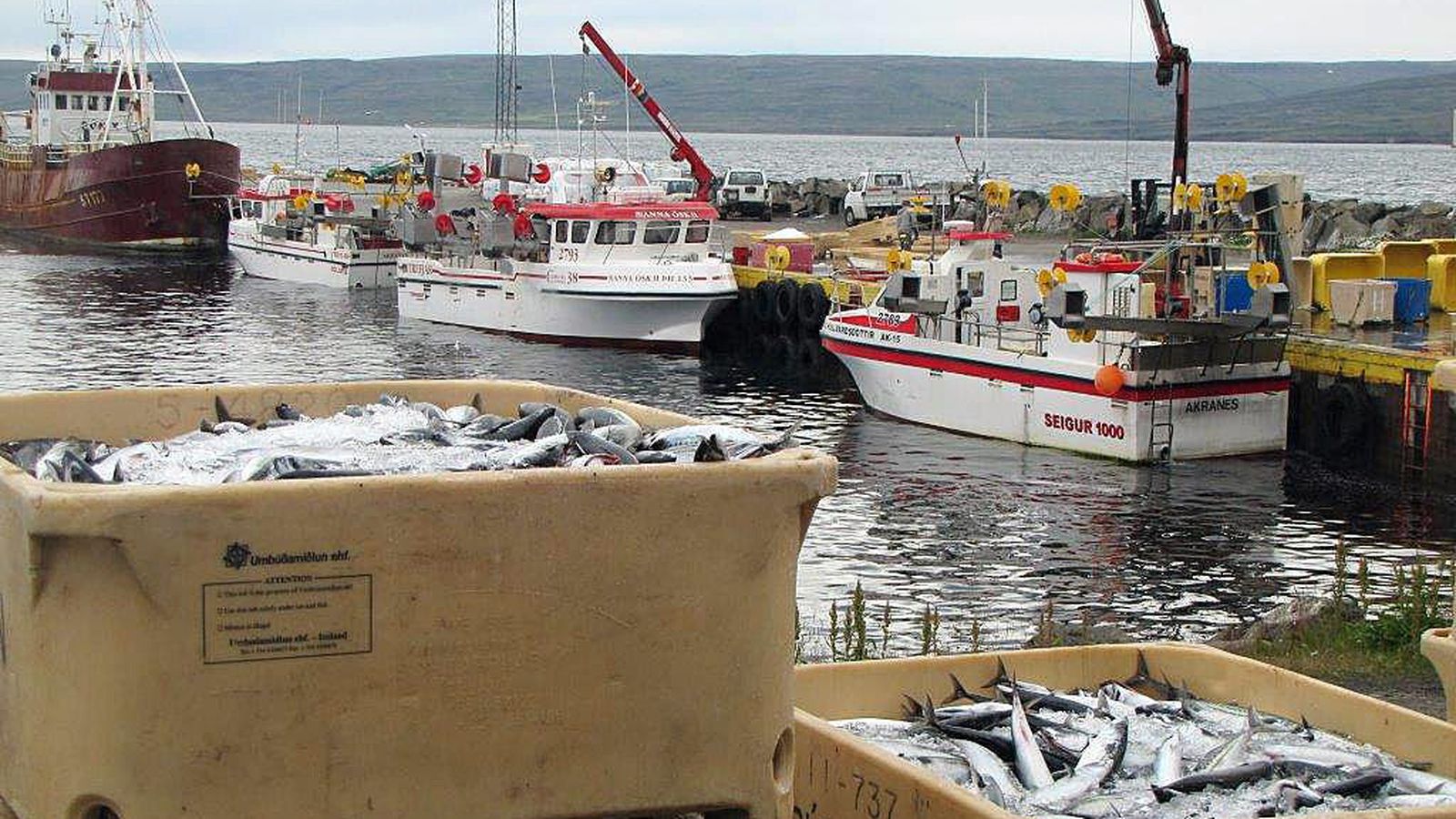 Fylgja for­dæmi Ís­lands og fara gegn vísindunum