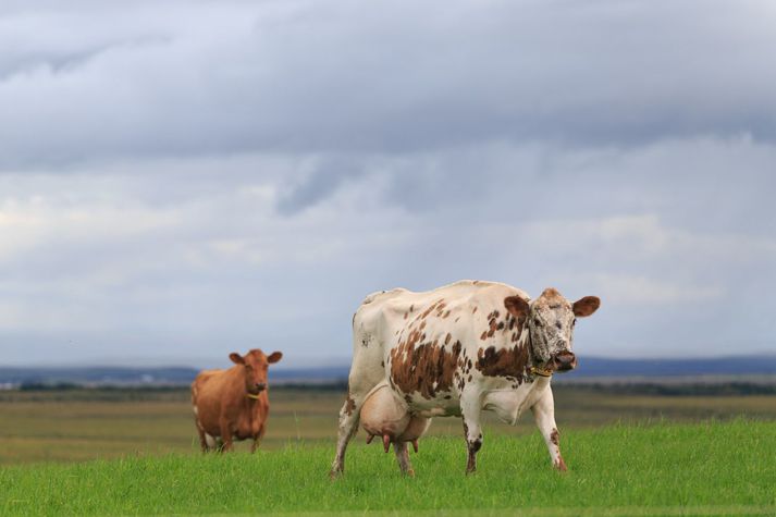 Kostnaður bænda vegna framleiðslu mjólkurvara hefur farið hækkandi. 