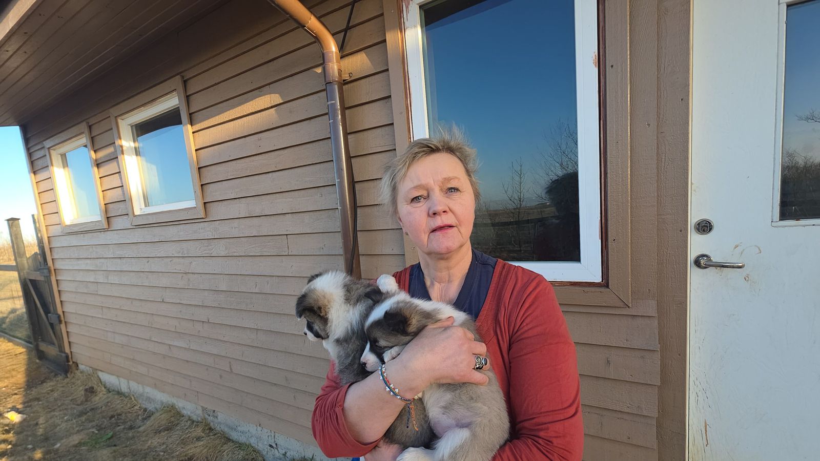 Gaut ellefu ís­lenskum fjárhundum sem er heims­met