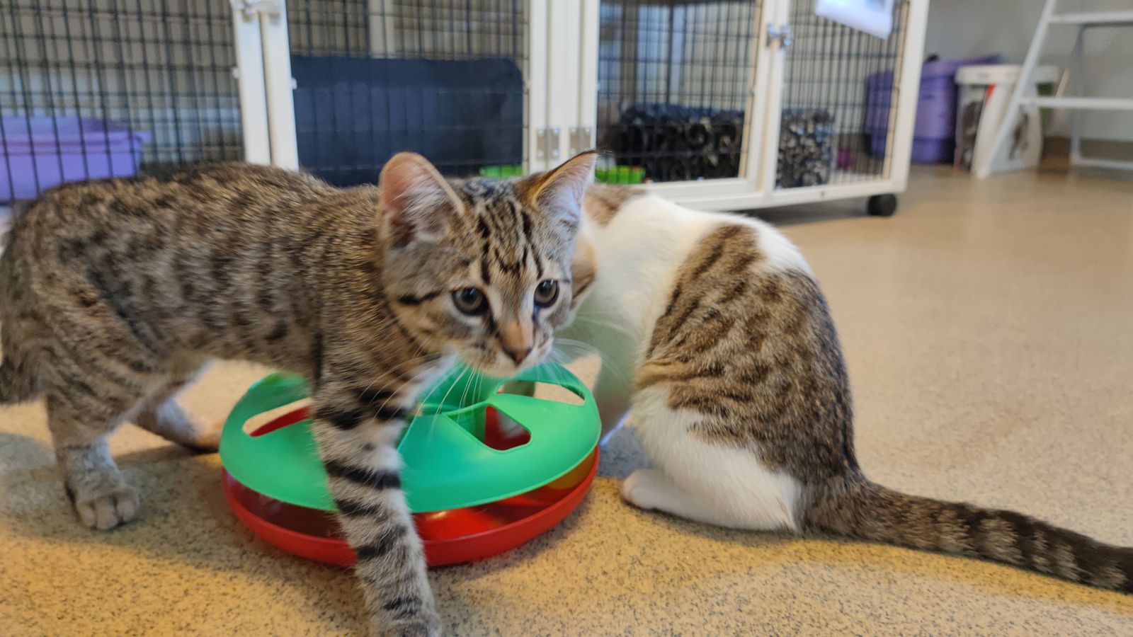 Fór í margra vikna ferða­lag og skildi kettina eftir eina heima