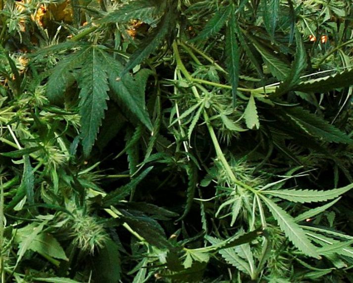 Kannabisplantan alræmda.