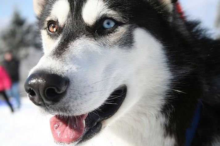 Husky-hundur.