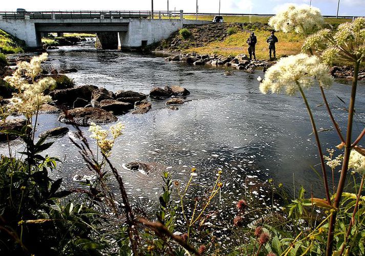 Hátt í 40 prósent umsækjenda um veiðileyfi hjá SVFR völdu Elliðaárnar sem fyrsta kost.