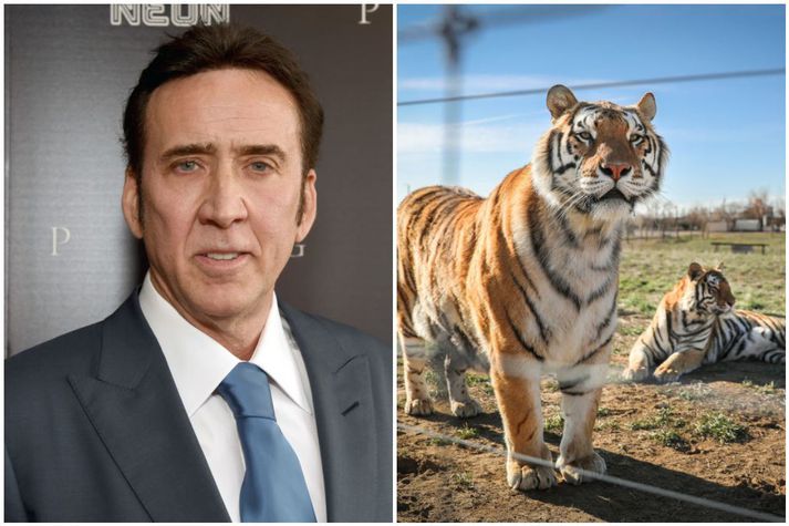 Cage segist ekki munu fara með hlutverk Joe Exotic.