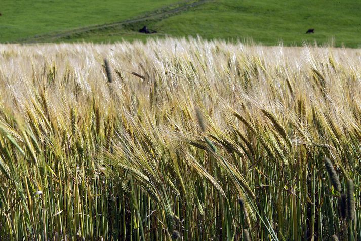 Kornrækt er þáttur í að stuðla að fæðuöryggi á Íslandi.