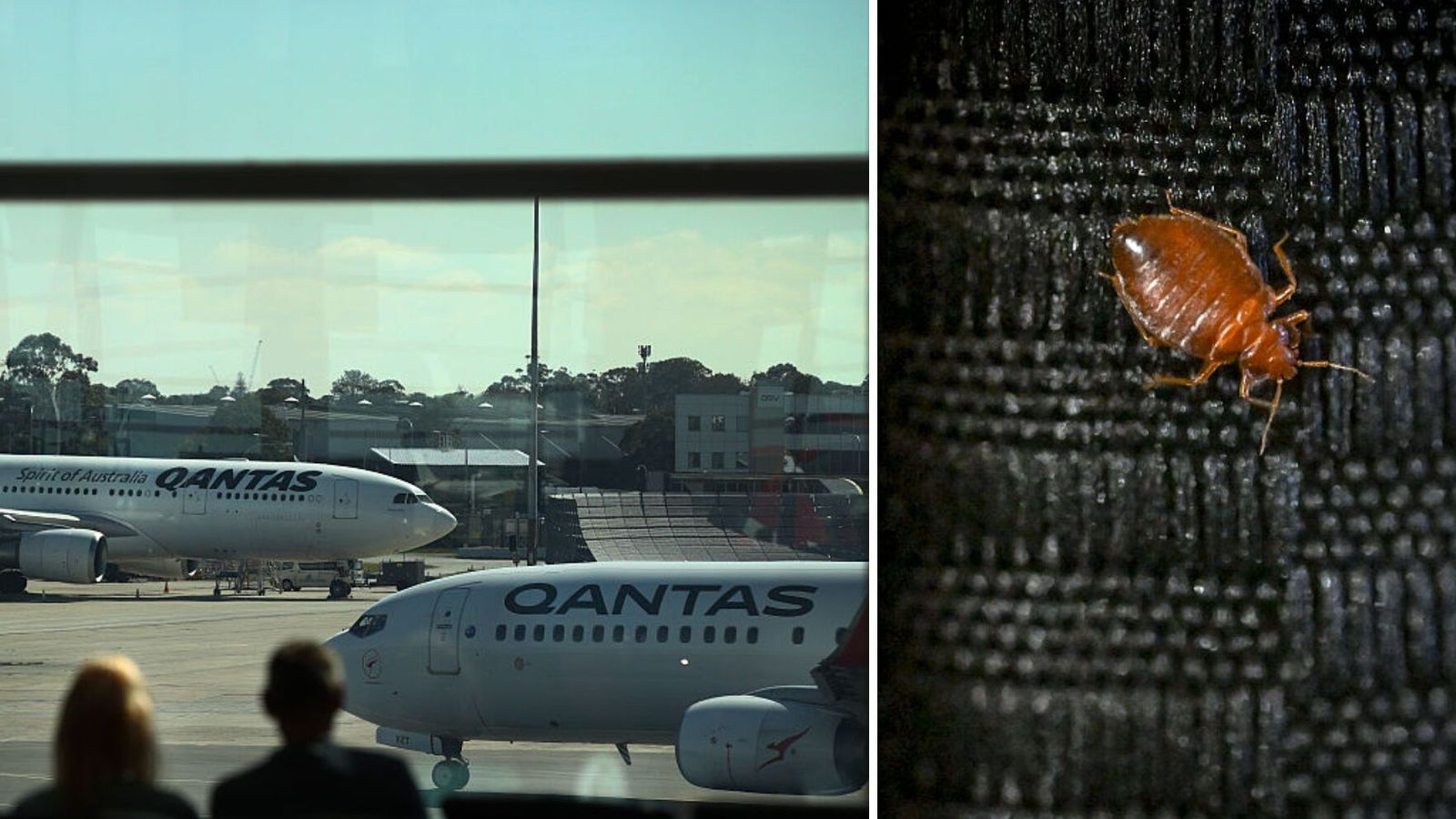 Þurftu að kyrr­setja flug­vél vegna veggjalúsa