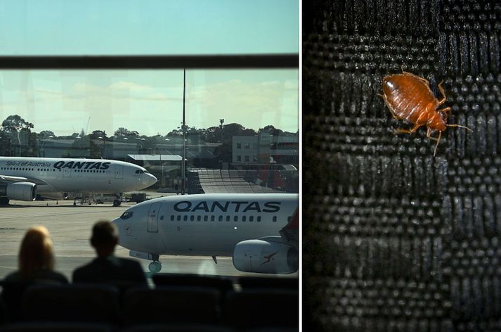 Veggjalýsnar fundust um borð í vél ástralska flugfélagsins Qantas.
