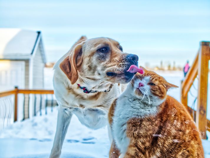 Allt að fara í hund og kött!