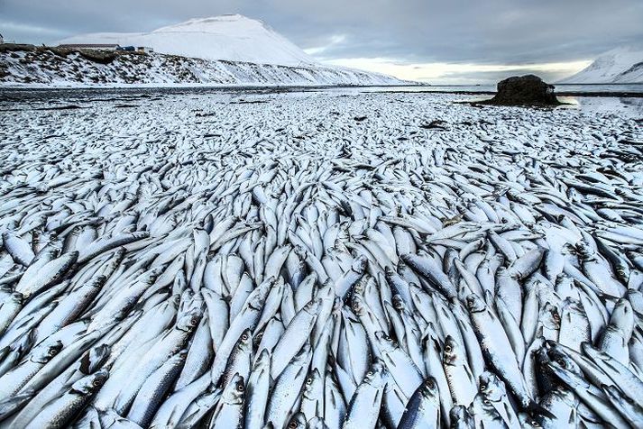 Dauð síldin lagðist yfir fjörur og á botn fjarðarins. Mikil mengun hlaust af.