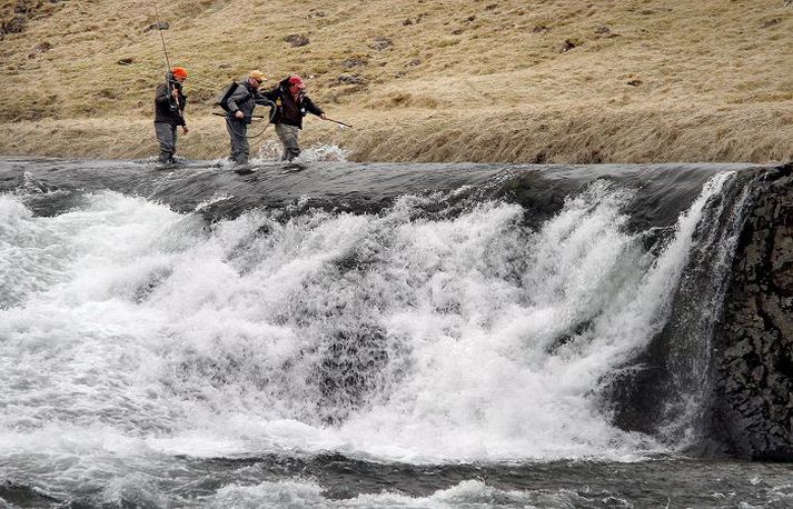 Fyrstu laxarnir voru veiddir í Norðurá síðastliðinn föstudag. Veiðin fór vel af stað.