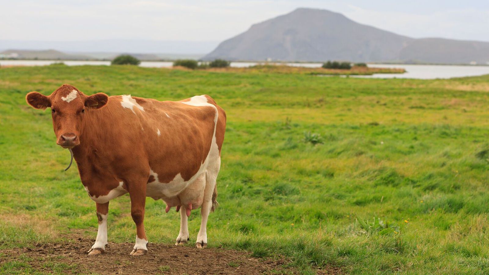 Á­byrgð náði hreinum meiri­hluta