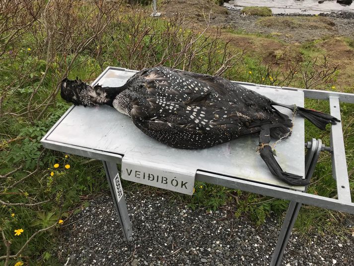 Himbriminn fannst á bökkum Þingvallavatns.