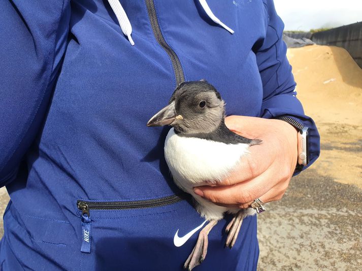 Reiknað er með að pysjurnar verði sjö þúsund og sjö hundruð, sem Vestmannaeyingar bjarga og fá frelsi út á hafi en pysjutímabilið er um sex vikur.