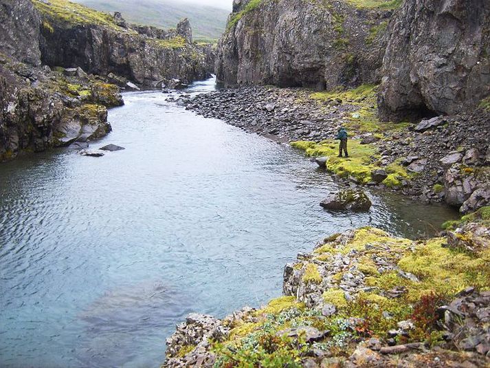 Seláin er víða falleg, sérstaklega á efri svæðunum eins og hér í gilinu við Gljúfurstreng og Helluna sem sést þar fyrir ofan.