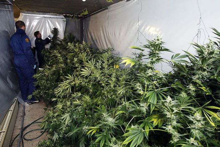 Kannabisræktun Lögreglan tók kíló af marijúana, sem tilbúið var til sölu á  götunni.