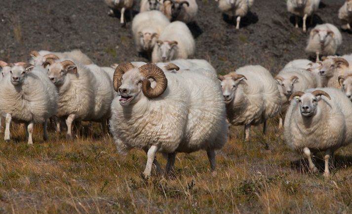 Rúmlega 250 kindur og tíu til tuttugu geitur urðu eldinum að bráð í gær. 