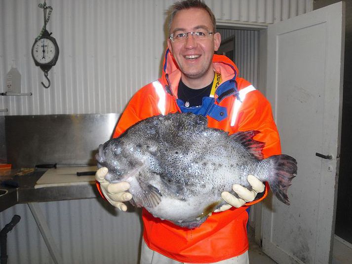 Ormur Arnarson, framkvæmdastjóri Tritons, með grásleppuna eða sjógúrkuna eins og þeir kalla hana í Kína.