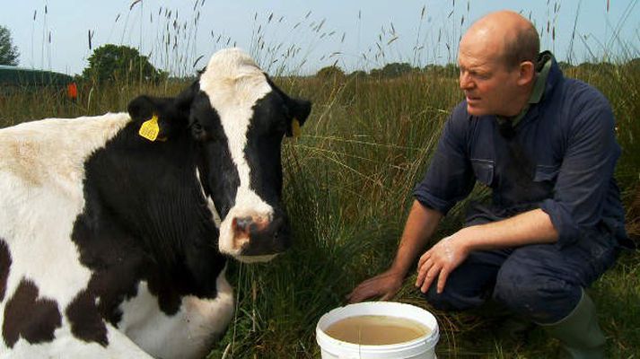 Heimildamyndin um viðkunnalega bóndann Stephen Hook og kýrnar hans er dásamleg,