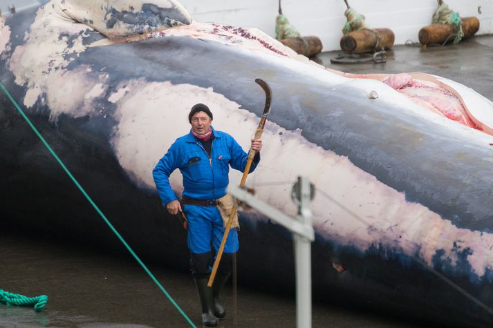 Fiskistofa gerði meðal annars athugasemd við að Hvalur hf. hefði ekki skilað dagbókum um langreyðarveiðar sínar fyrir síðasta veiðitímabil.