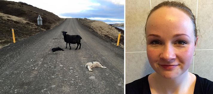 Erna Ósk Guðnadóttir, sem tók mynd af vettvangi, biðlar til fólks að láta vita ef ekið er á lömb á vegum landsins.