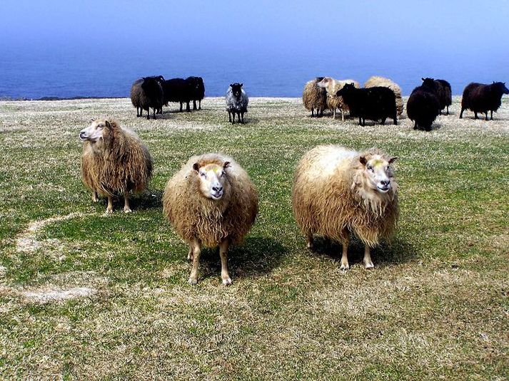 Þrjár ær og fjögur lömb voru höfð á beit í sumar. Þeim var slátrað í haust og díoxín mælt.