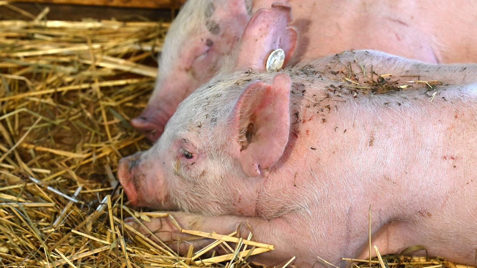 Inn­brot og skemmdar­verk hjá Stjörnugrís og dýrum sleppt