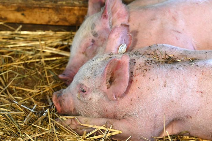 Tíu smágrísir drápust og þurfti að aflífa einn vegna kjálkabrots. Myndin tengist fréttinni ekki beint.