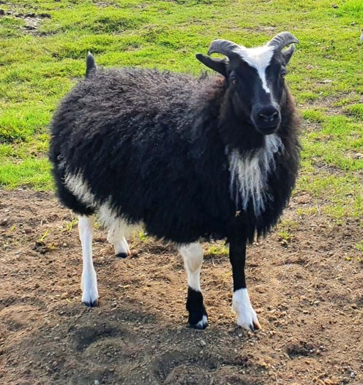 Sveitalífið hefur meira og minna snúist um Hörpu á Fjarkastokki skammt frá Þykkvabæ í sumar.