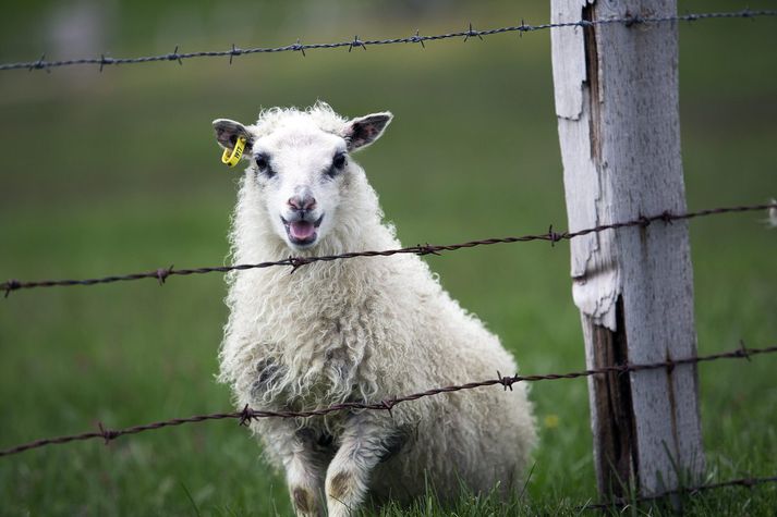 Fækka þarf sauðfé að mati rannsakanda. Engum dylst að staða sauðfjárbænda er grafalvarleg.