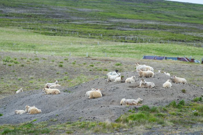 Í tilkynningu segir að meintur flutningur hrútanna hafi uppgötvast við eftirlit. Mynd er úr safni.