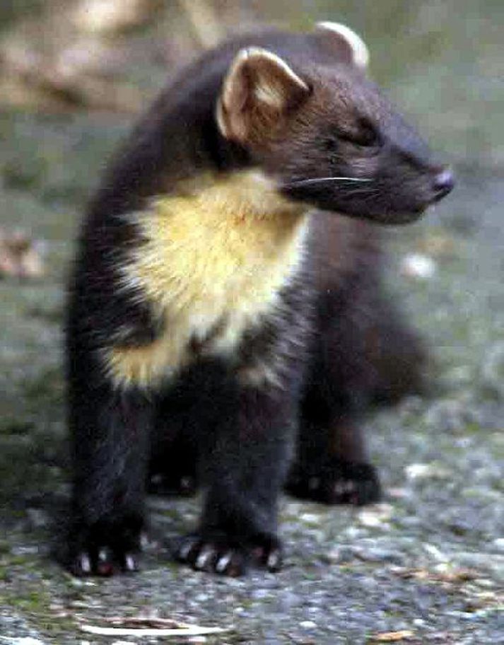 Marðardýr eru sögð geta borið með sér hundaæði.