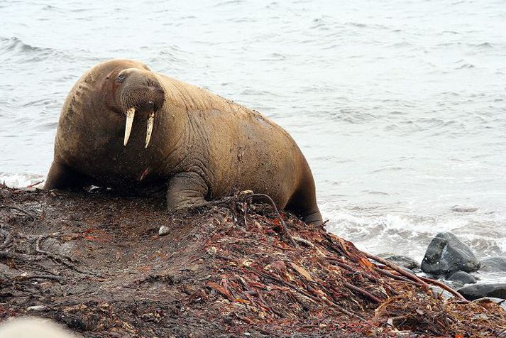 Dýrið lét fara vel um sig í fjörunni á Flateyjardal. mynd/víðir