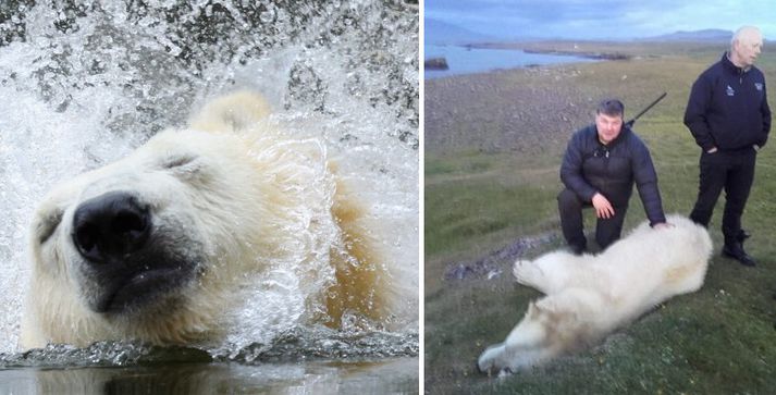 Birnan virðist hafa synt hingað til lands. Hún var felld í nótt.