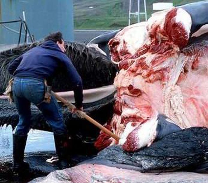 Gert er út frá Hvalfirði. Um 100 manns vinna þar á tveimur skipum, Hval 8 og Hval 9. Kristján veit ekki hvort allur kvótinn verður nýttur. „Það fer eftir veðri, vindum og veiði.“