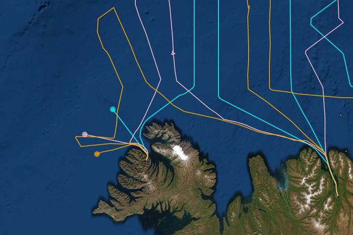 Ferlar skipanna klukkan tíu í morgun. Ljósblár er Árni Friðriksson, bleikur er Hákon og gulur er Polar Amaroq.